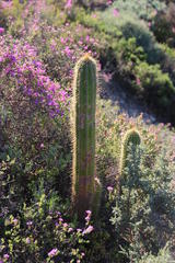Trichocereus spachianus