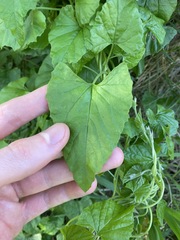 Convolvulus farinosus