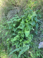 Convolvulus farinosus