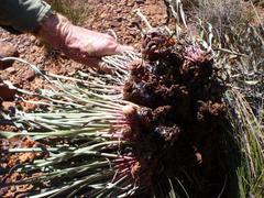 Protea laevis
