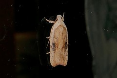 Agonopterix nervosa