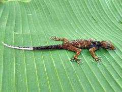Cnemaspis leucura