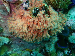Melithaea rubra