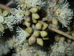 Eucalyptus eugenioides