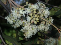 Eucalyptus eugenioides