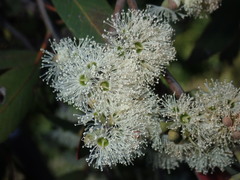 Eucalyptus eugenioides