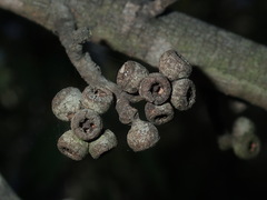 Eucalyptus eugenioides
