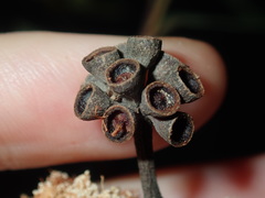 Eucalyptus crebra