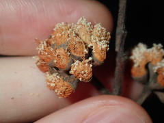 Eucalyptus crebra