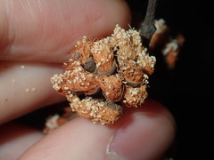 Eucalyptus crebra