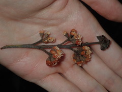 Eucalyptus crebra