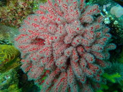Melithaea rubra