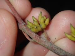 Eucalyptus capitellata