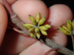 Eucalyptus capitellata
