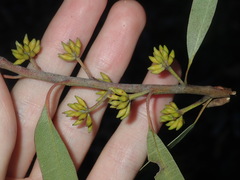 Eucalyptus capitellata