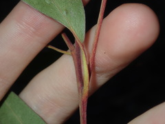 Eucalyptus capitellata