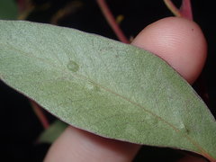 Eucalyptus capitellata