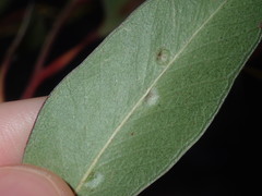 Eucalyptus capitellata