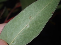 Eucalyptus capitellata