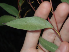 Eucalyptus capitellata