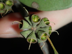 Eucalyptus capitellata