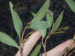 Eucalyptus capitellata