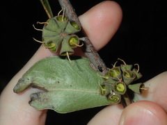 Eucalyptus capitellata