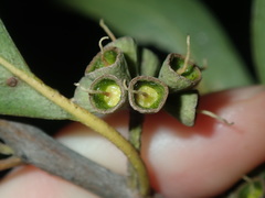 Eucalyptus capitellata