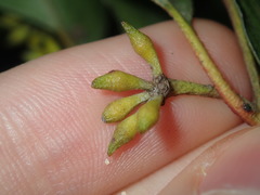 Eucalyptus capitellata