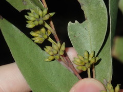 Eucalyptus capitellata
