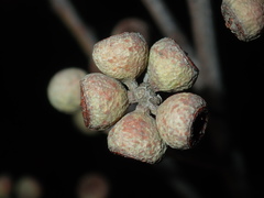 Eucalyptus globoidea