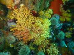 Melithaea rubra