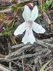 Hemiandra pungens