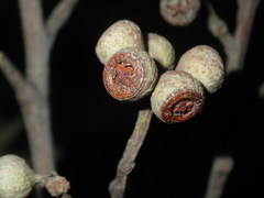 Eucalyptus globoidea