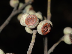 Eucalyptus globoidea