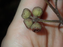 Eucalyptus globoidea