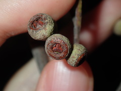 Eucalyptus globoidea