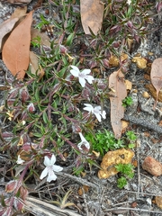 Hemiandra pungens