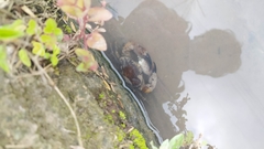 Parathelphusa convexa