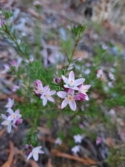 Philotheca salsolifolia