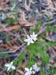 Philotheca salsolifolia