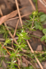 Asperula scoparia scoparia