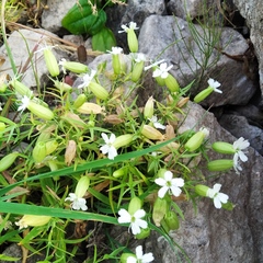 Silene procumbens