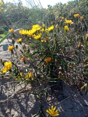 Hieracium umbellatum maritimum