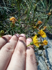 Hieracium umbellatum maritimum