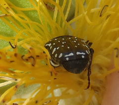 Oxythyrea