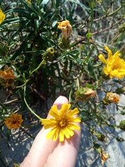 Hieracium umbellatum maritimum