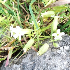 Silene procumbens