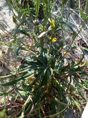 Hieracium umbellatum maritimum