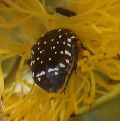 Oxythyrea
